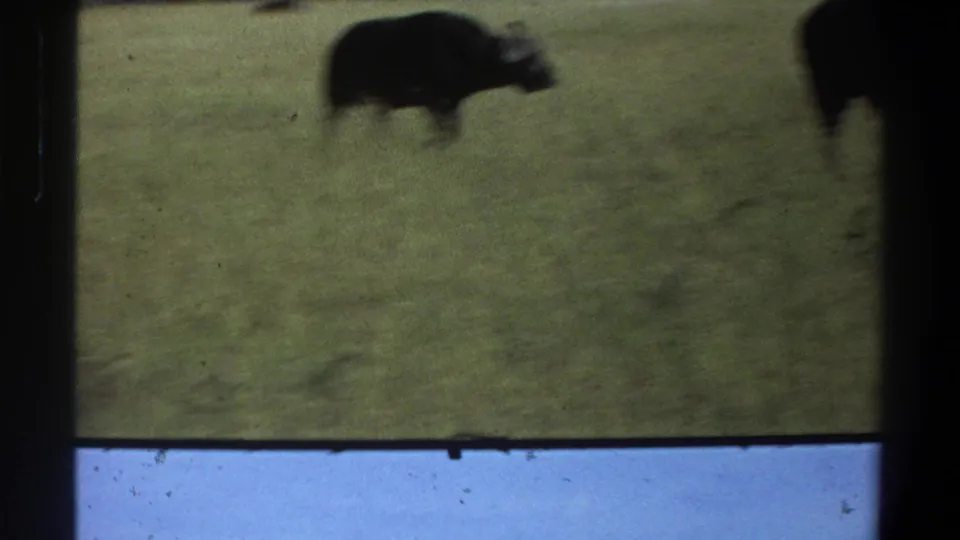 Soft 1969 Lagos, Nigeria 8mm frame with a dark buffalo moving through grass, partly blurred by handheld motion.