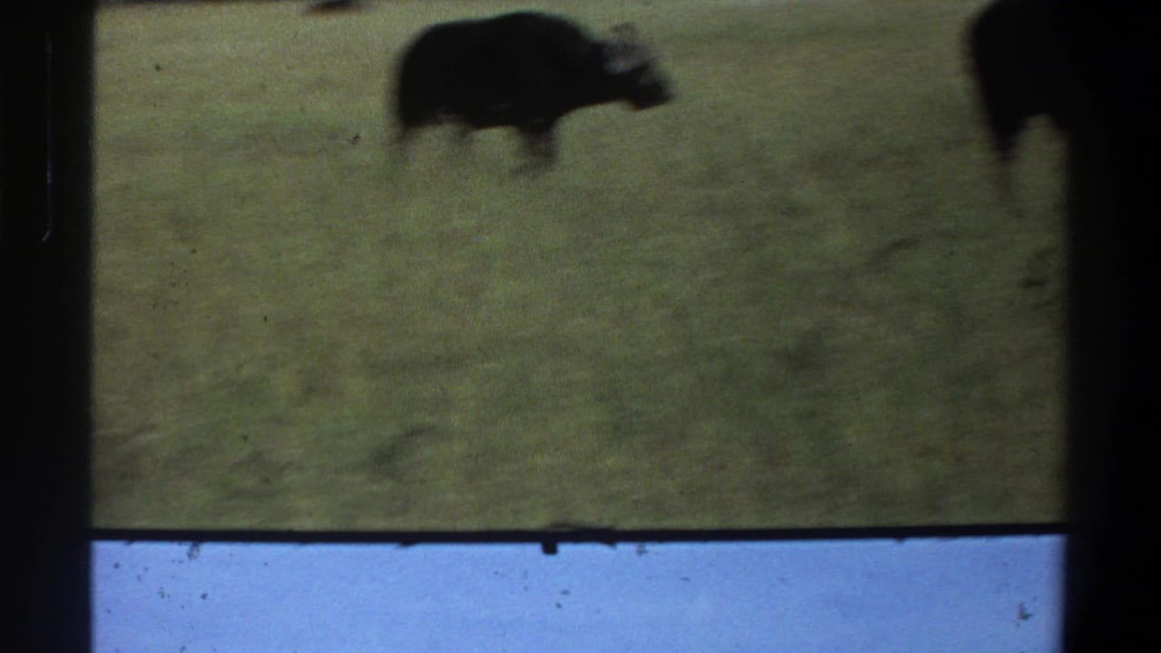 Handheld 8mm view from the 1969 Lagos, Nigeria clip showing a dark buffalo in grass with visible film edges and grain.