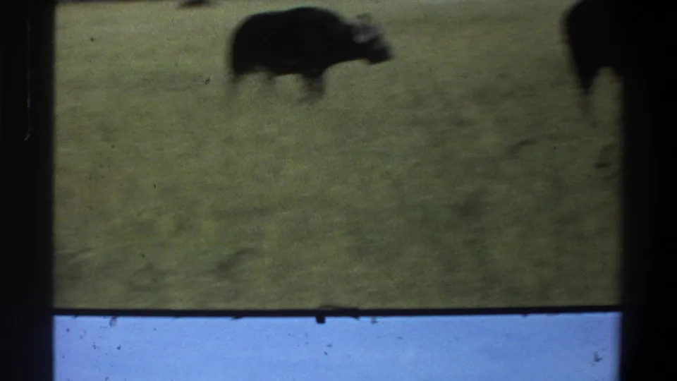 Handheld 8mm view from the 1969 Lagos, Nigeria clip showing a dark buffalo in grass with visible film edges and grain.