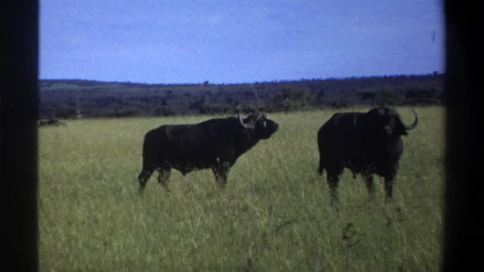 Clearer 1969 Lagos, Nigeria 8mm frame showing two dark buffalo standing in tall grass beneath a bright blue sky.