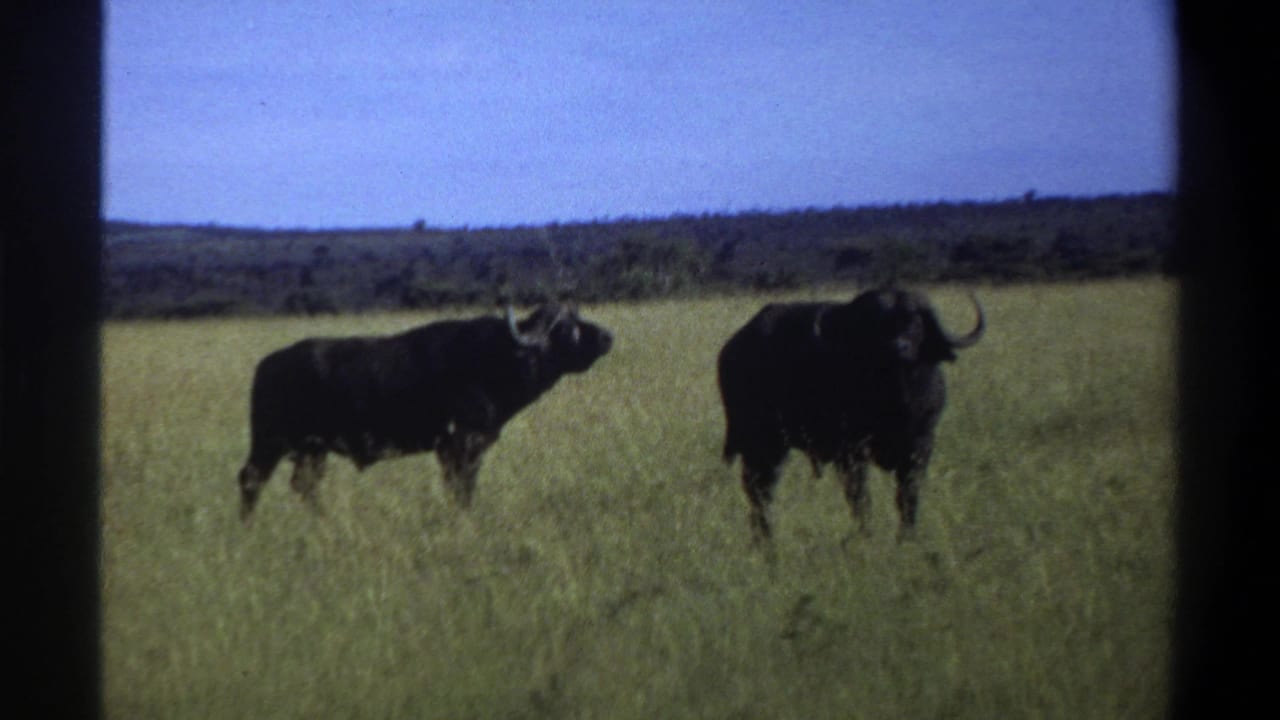 1969 8mm Lagos, Nigeria footage showing two buffalo in tall grass on an open plain beneath a blue sky.