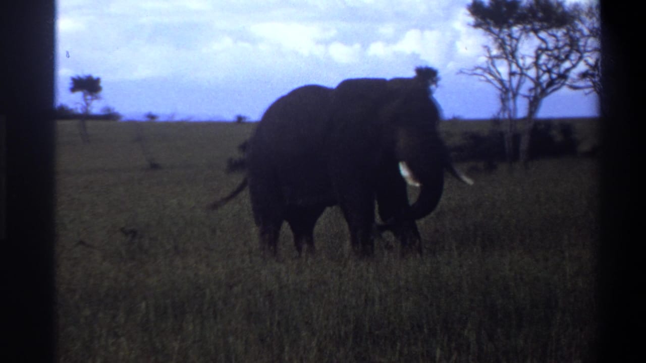 1969 8mm Lagos, Nigeria footage showing a tusked elephant in tall grass near sparse trees on open ground.