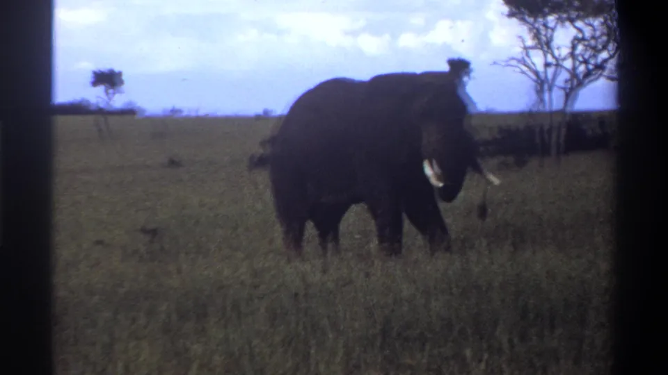 1969 8mm Lagos, Nigeria footage showing a tusked elephant moving through grass with scattered trees nearby.