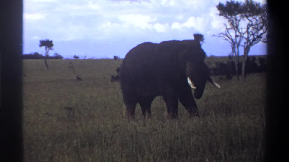 1969 8mm Lagos, Nigeria footage showing an elephant in grassland with sparse trees and a cloudy blue sky.