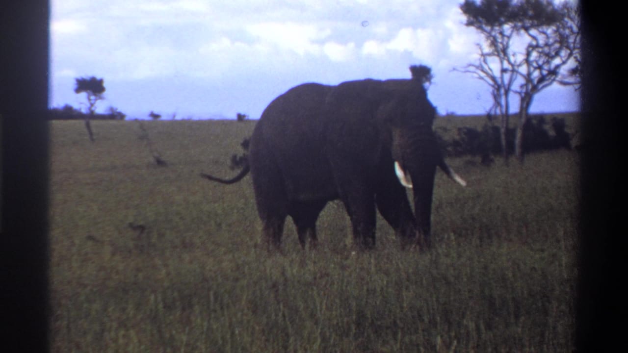 Elephant with white tusks standing in tall grass under a cloudy sky.