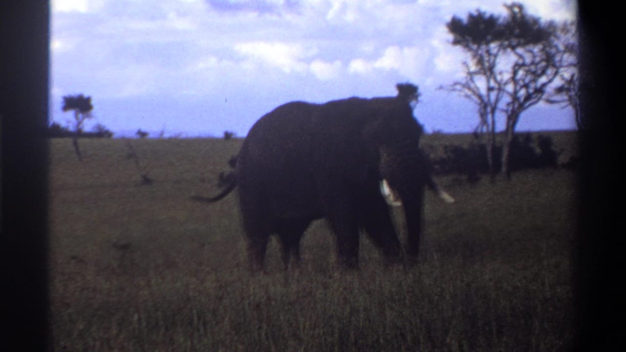 1969 Lagos, Nigeria 8mm frame of an elephant partly in shadow, tusks visible as it lowers its head in grassland.