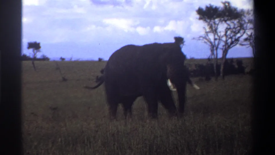 1969 Lagos, Nigeria 8mm frame of an elephant partly in shadow, tusks visible as it lowers its head in grassland.
