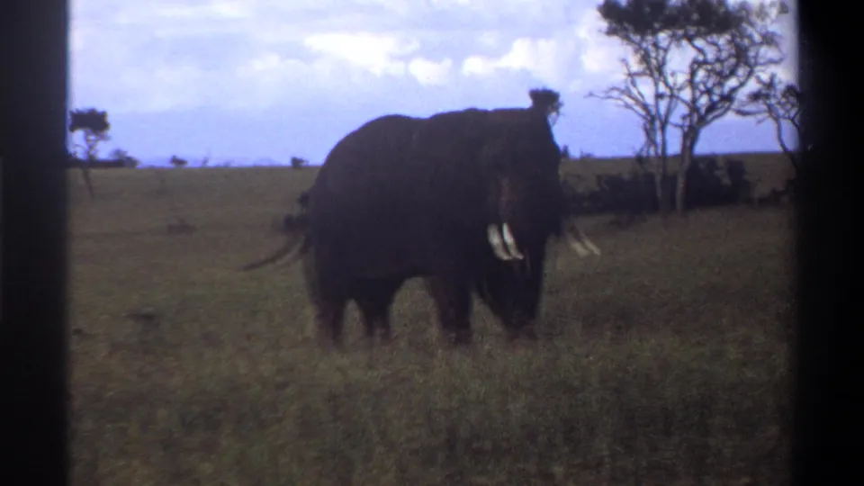 1969 Lagos, Nigeria 8mm frame showing an elephant in tall grass, softened by grain and exposure, with trees along the horizon.