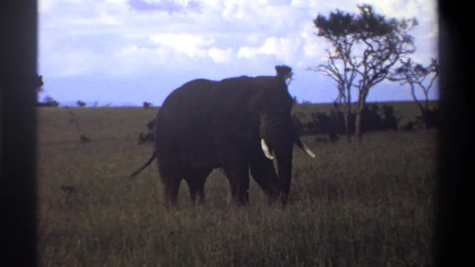 1969 Lagos, Nigeria 8mm frame of an elephant standing in grassland beneath a bright cloudy sky, framed by dark scan edges.