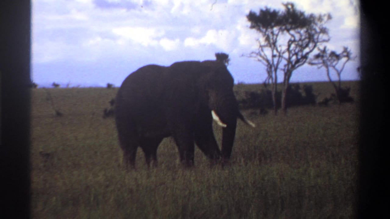 1969 8mm home-movie frame of a lone African elephant in tall savanna grass, with trees and a cloudy sky in the background.