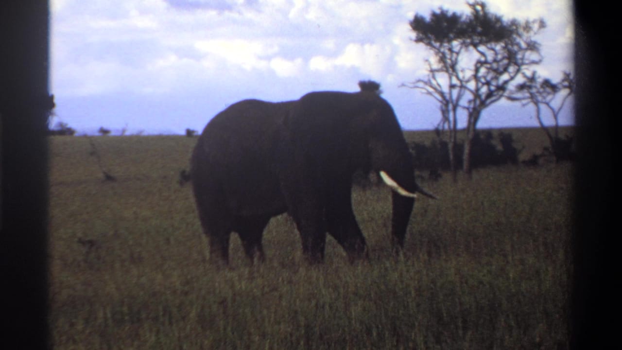 1969 8mm frame showing a tusked elephant in profile in open grassland, with sparse trees and distant horizon behind it.