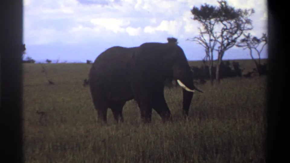 1969 8mm frame showing a tusked elephant in profile in open grassland, with sparse trees and distant horizon behind it.