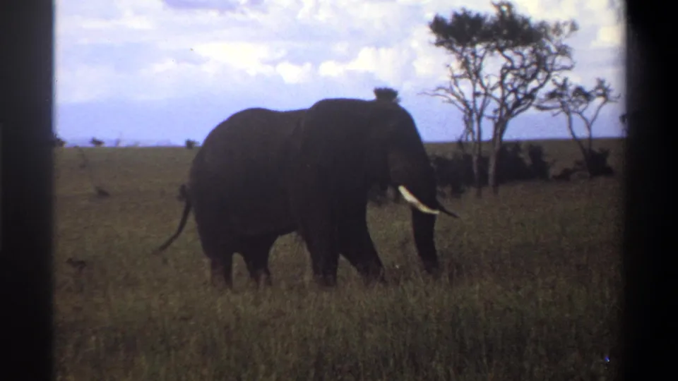 1969 8mm home-movie frame of an elephant moving through tall grass, its tail and tusks visible against a savanna backdrop.