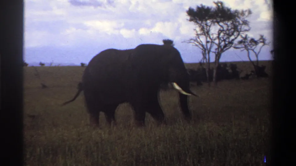 1969 8mm frame of a lone tusked elephant standing in tall savanna grass near silhouetted trees under a pale sky.