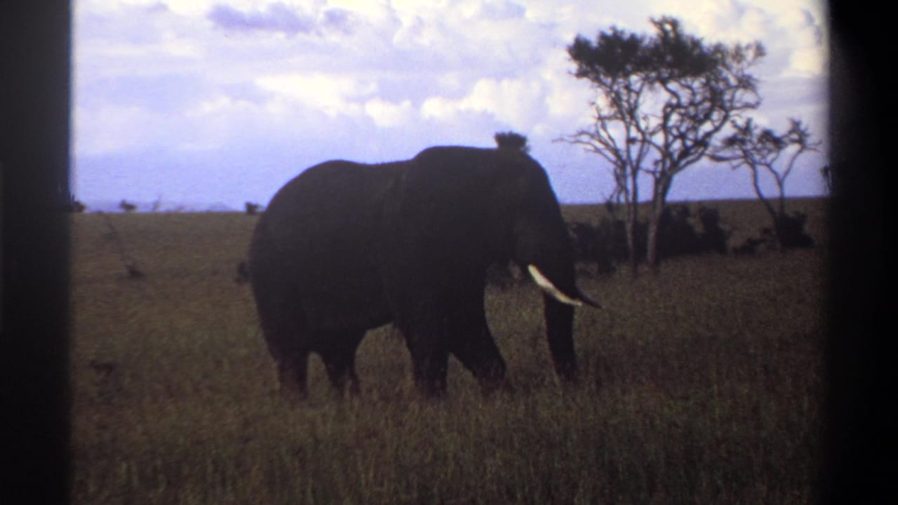 1969 Nigeria 8mm frame showing a tusked elephant feeding in tall grass near scattered trees under a cloudy sky.