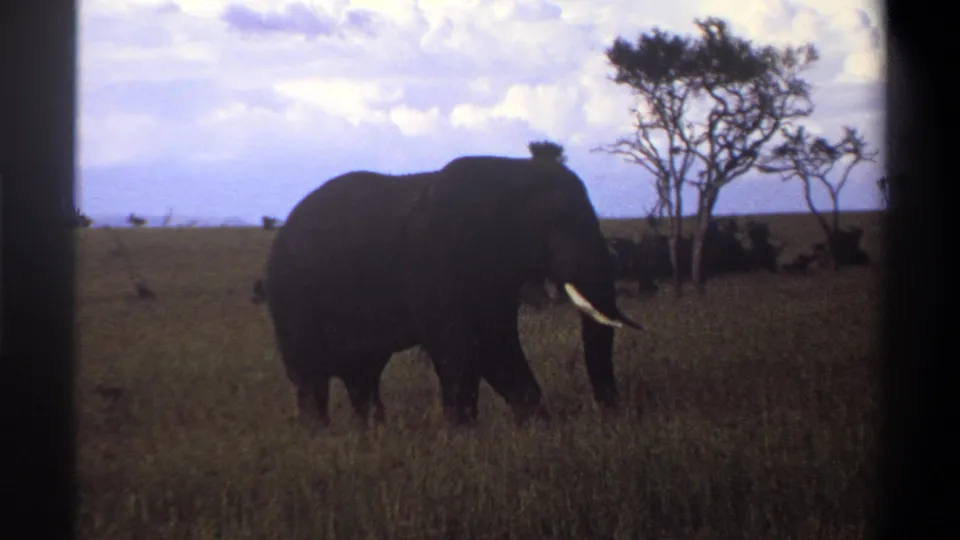 1969 Nigeria 8mm frame showing a tusked elephant feeding in tall grass near scattered trees under a cloudy sky.