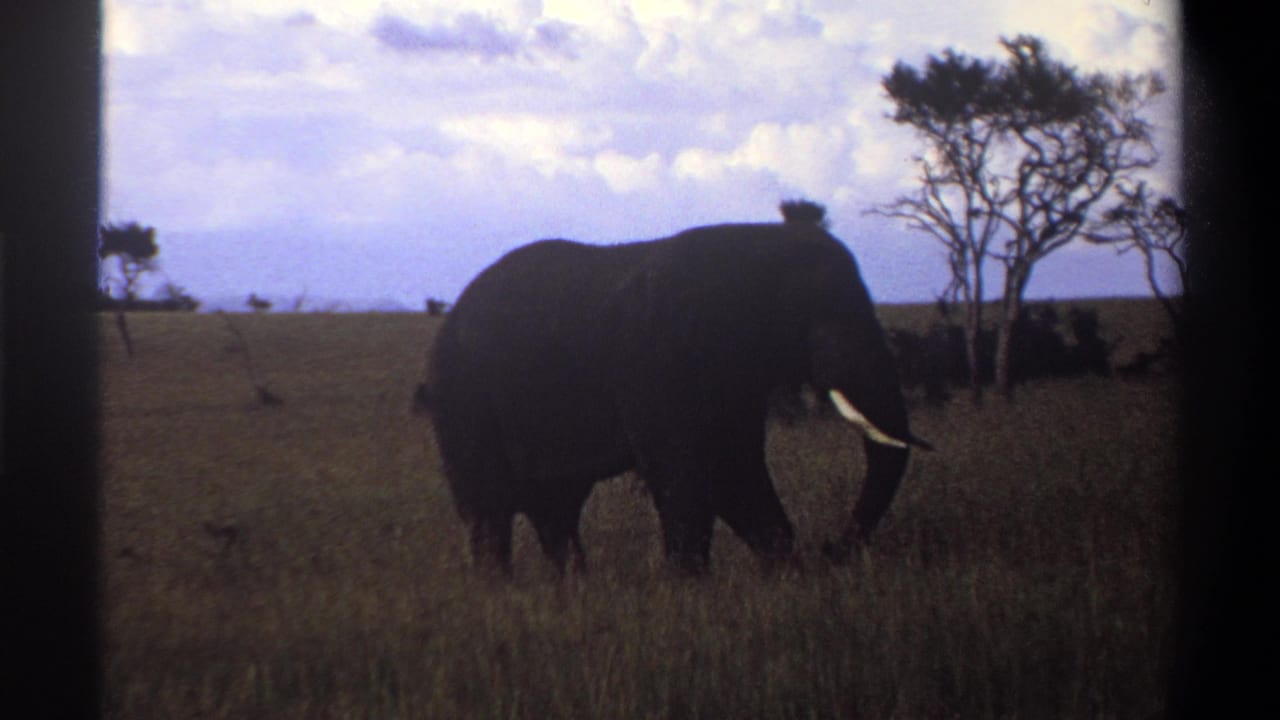 Elephant in profile grazing near a small tree in open grassland.