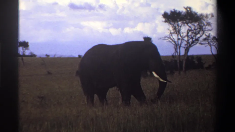 1969 Nigeria 8mm frame with an elephant in profile, one white tusk visible, grazing beside sparse savanna trees.