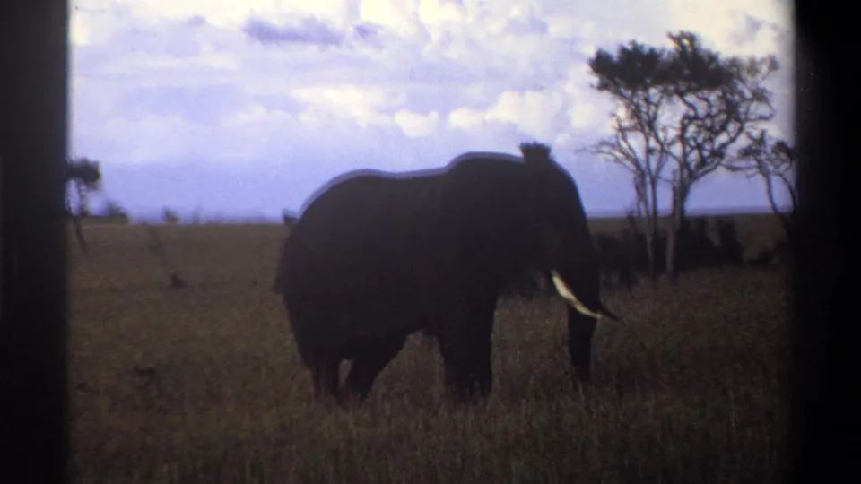 1969 Nigeria 8mm frame showing the elephant darker against bright sky and grass, with its tusk and trunk visible near trees.