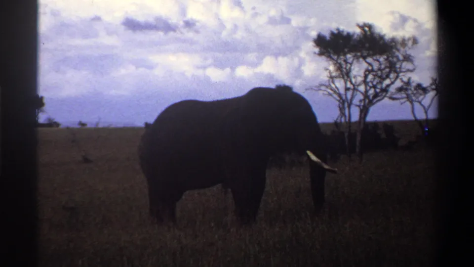 1969 Nigeria 8mm frame of a tusked elephant feeding in open grassland, bordered by dark film gate edges.