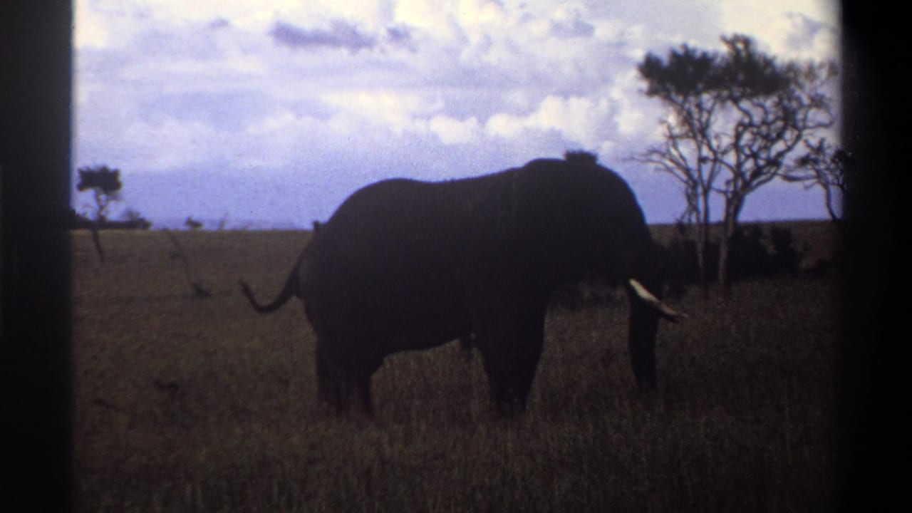 Elephant standing in tall grass with trees and cloudy sky behind it.