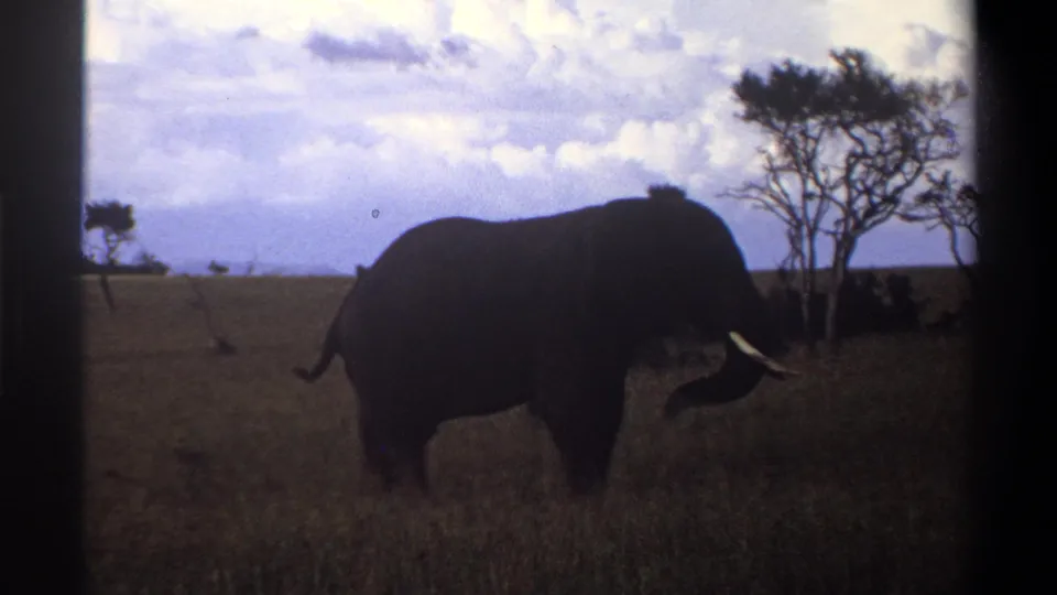 1969 Nigeria 8mm frame showing an elephant in profile moving across open grassland near sparse trees under a clouded sky.