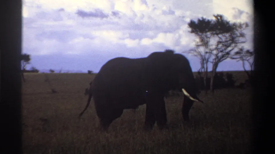 1969 Nigeria 8mm frame showing a dark elephant silhouette walking through tall grass, with scattered trees and a cloudy horizon behind it.