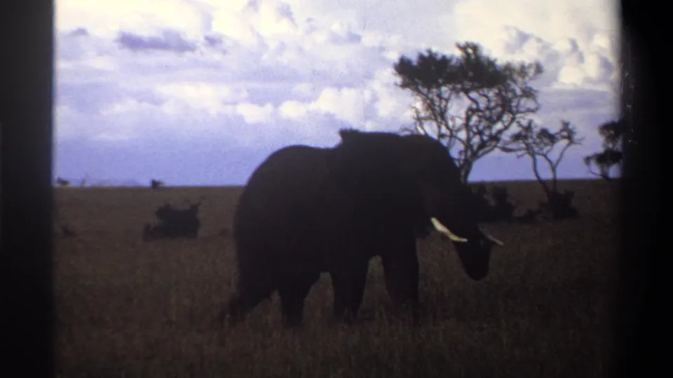 1969 Nigeria 8mm frame showing a tusked elephant near sparse trees, its body dark against an open grassy field and cloudy sky.