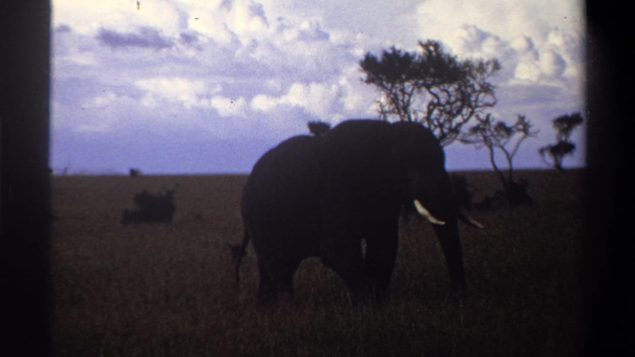1969 8mm footage from Nigeria shows a lone elephant grazing in tall grass, framed by scattered trees and a cloudy sky.