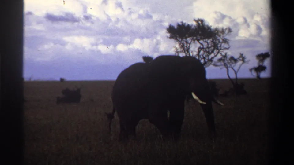 1969 8mm footage from Nigeria shows a lone elephant grazing in tall grass, framed by scattered trees and a cloudy sky.