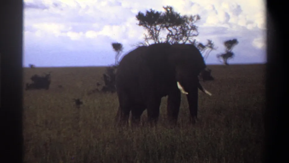 A lone elephant grazes near scattered trees in tall grass, seen through soft, grainy 8mm color footage from Nigeria in 1969.