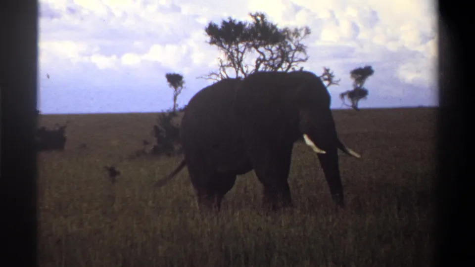 The elephant moves through the grass with tusks visible, set against a low horizon, scattered trees, and a bright cloudy sky.