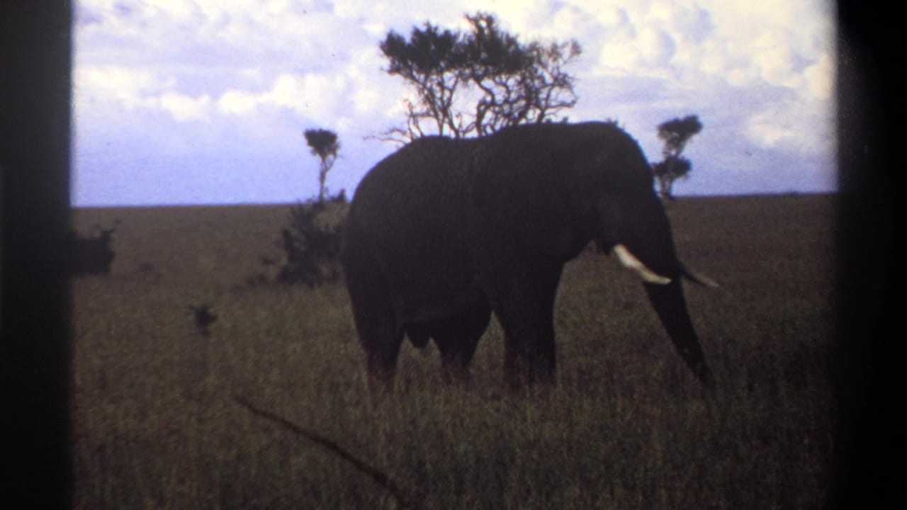 1969 Lagos, Nigeria 8mm frame showing a tusked elephant crossing tall grass with scattered trees and a cloudy horizon.