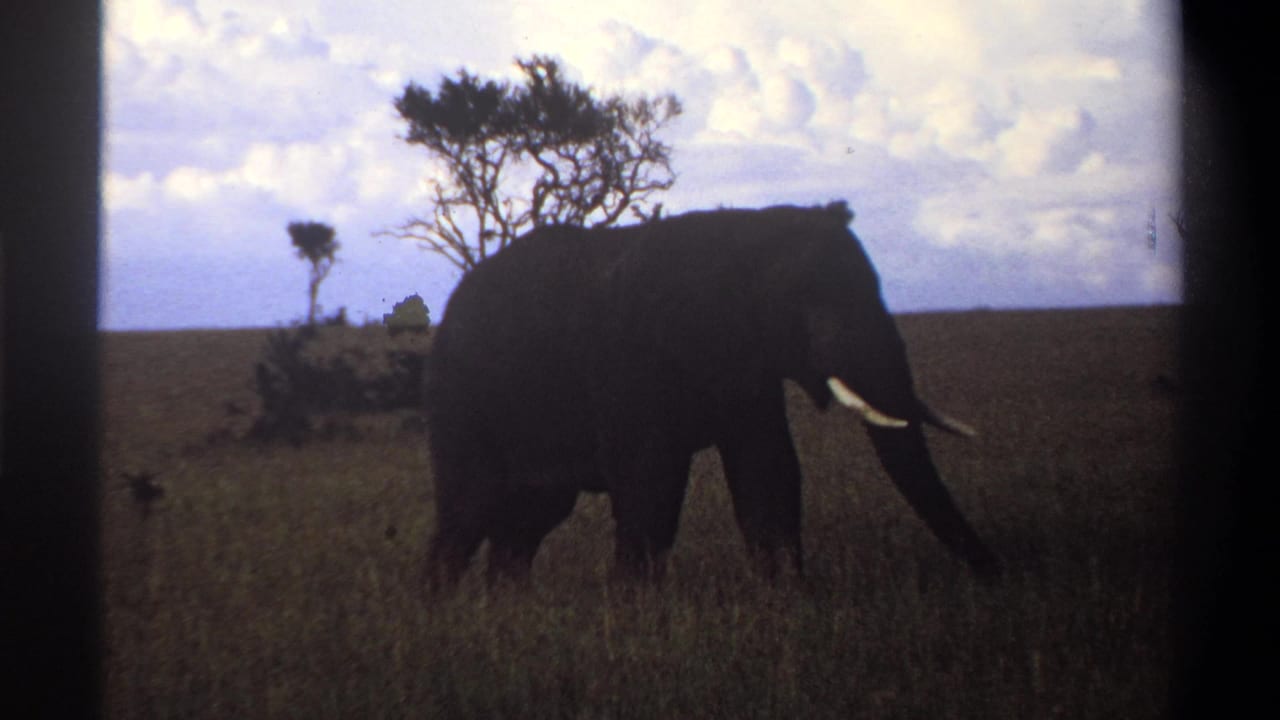 Elephant in side profile walking through grass with small trees and a bright cloud bank behind it.