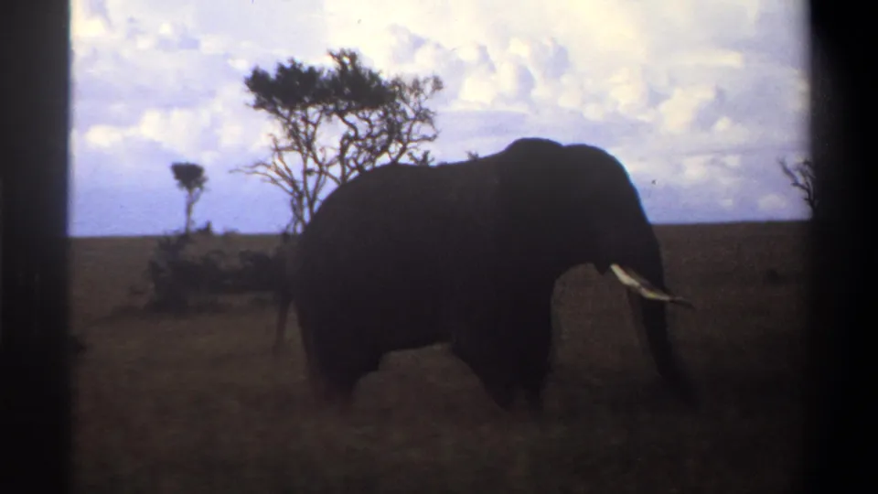 1969 Lagos, Nigeria 8mm frame where the elephant appears as a dark silhouette near a flat-topped tree in open grassland.