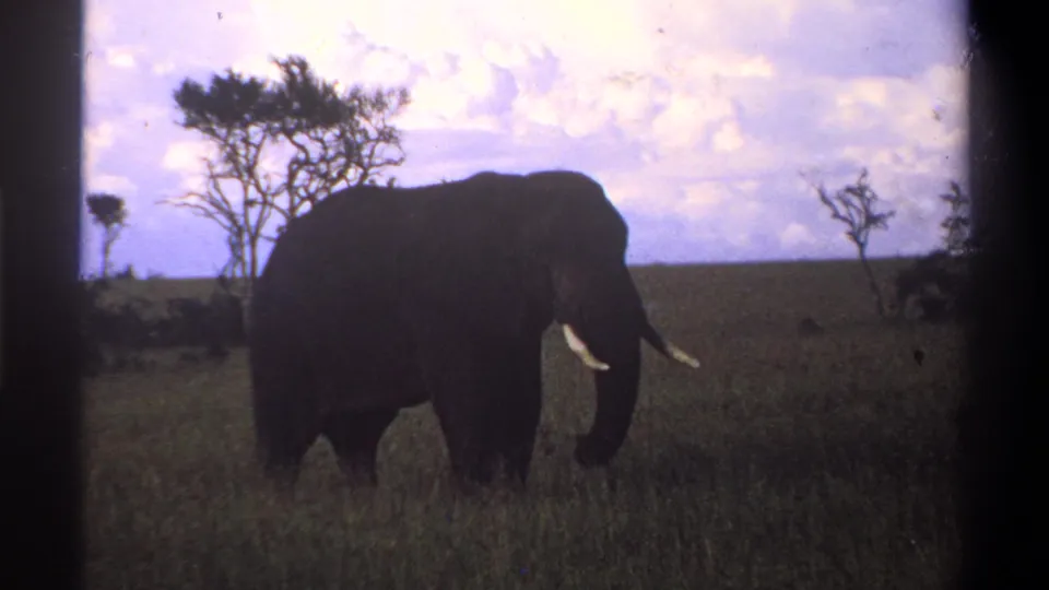 1969 Lagos, Nigeria 8mm frame showing the elephant near center frame, tusks visible, with tall grass and sparse trees behind it.