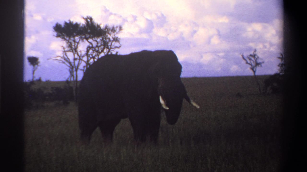 1969 8mm footage near Lagos, Nigeria, showing a tusked elephant crossing tall savanna grass under a pale clouded sky.