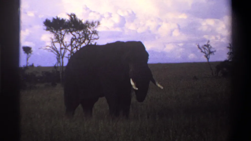 1969 8mm footage near Lagos, Nigeria, showing a tusked elephant crossing tall savanna grass under a pale clouded sky.