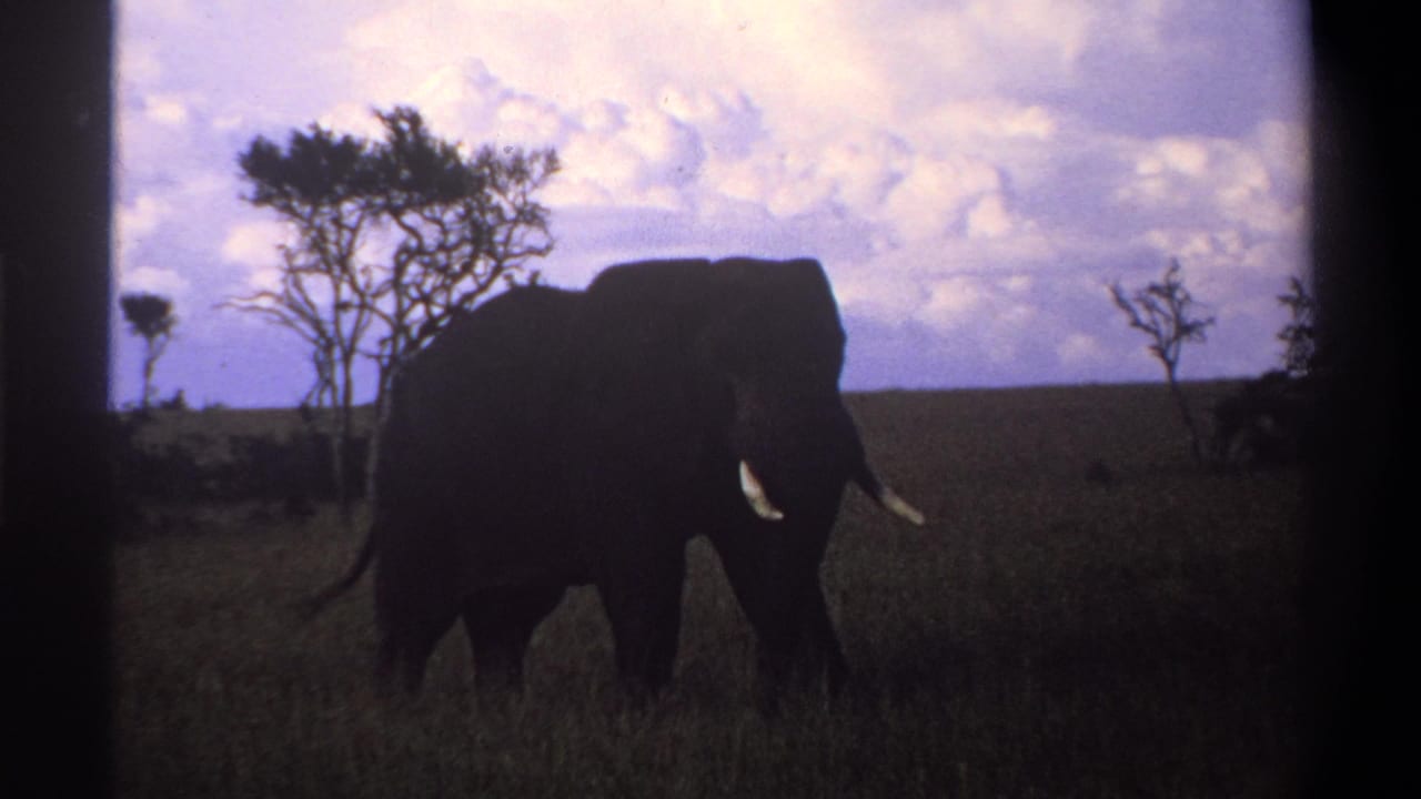 Elephant in profile walking across grass with trees behind it.
