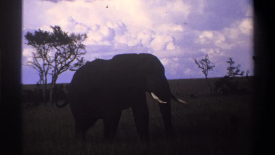 Late-1960s 8mm frame showing a partly silhouetted elephant in tall savanna grass near sparse trees, supported by Lagos, Nigeria metadata.