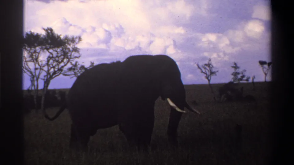 1969 8mm wildlife frame near Lagos, Nigeria, with a tusked elephant crossing open grassland below a bright clouded sky.