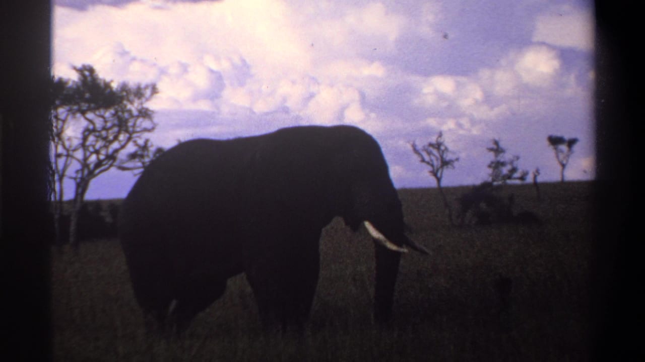 Silhouetted tusked elephant standing in tall grass beneath a cloudy sky.