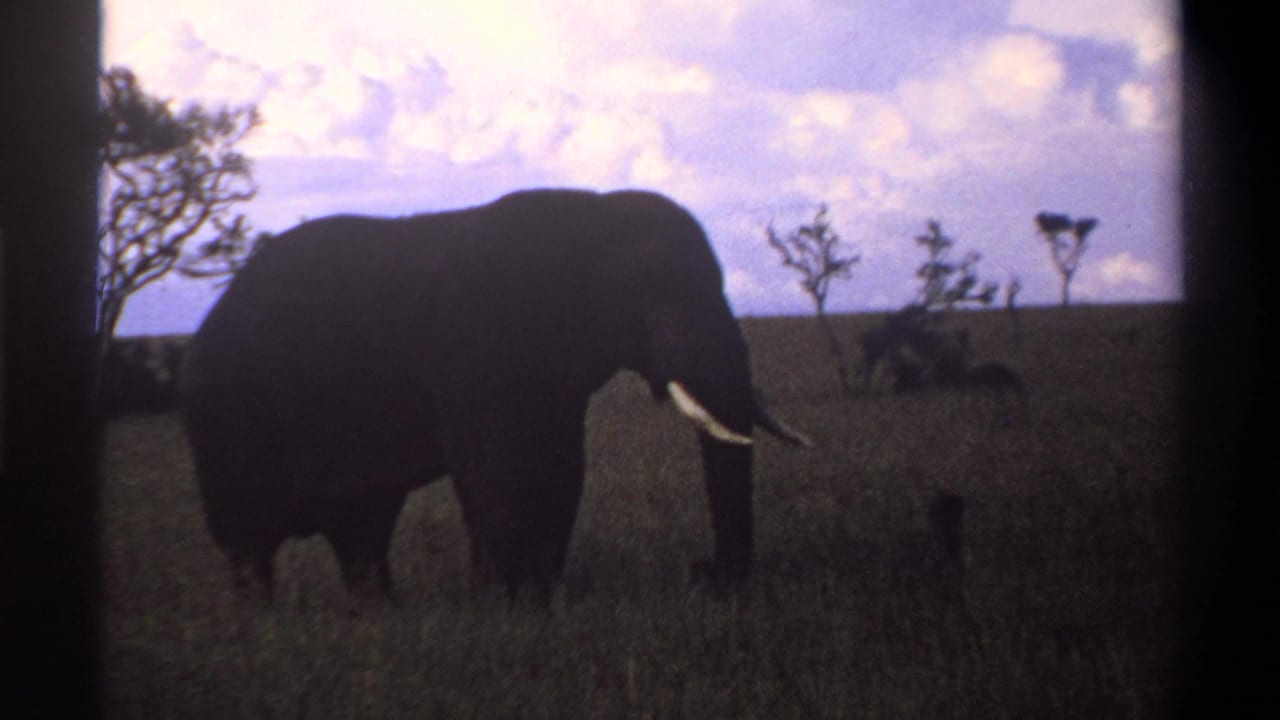 1969 Nigeria 8mm frame with a tusked elephant in side profile crossing grassy terrain under a bright cloud bank.