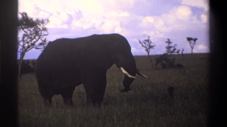 1969 Nigeria 8mm frame showing a large tusked elephant lowering its head in grassland, filmed with soft exposure and grain.