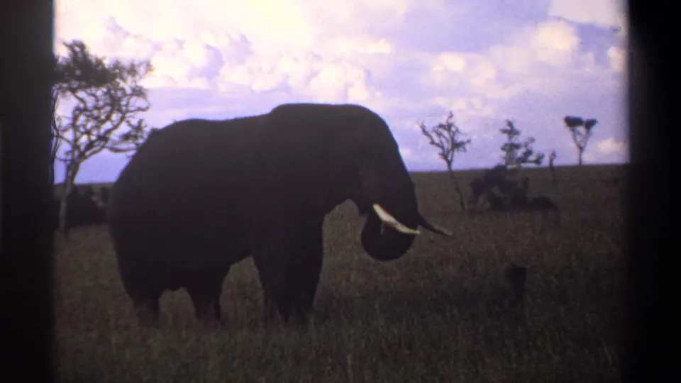 1969 Nigeria 8mm frame of a dark elephant silhouette in grassland, with tusks visible and scattered trees on the horizon.