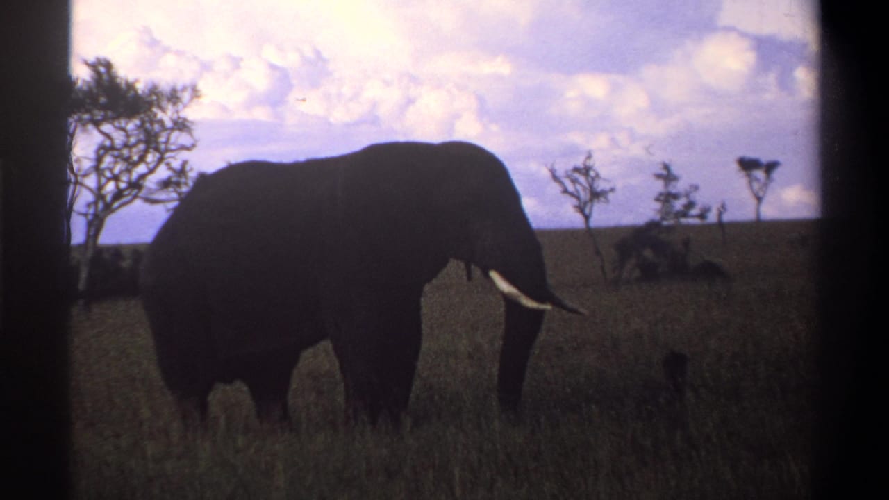 Tusked elephant in profile grazing in tall grass beneath a cloudy sky.