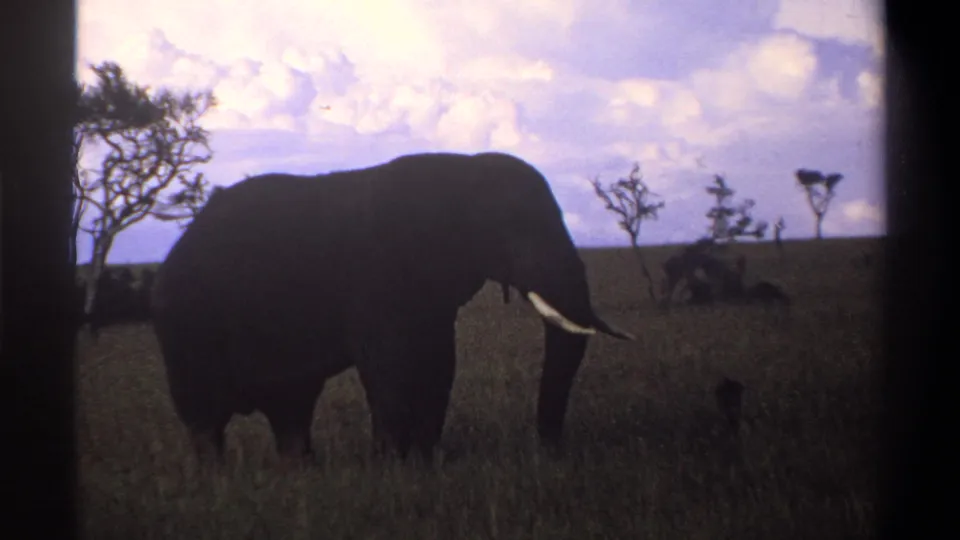 1969 Nigeria 8mm frame showing a tusked elephant grazing in profile on open grassland with sparse trees and clouds.