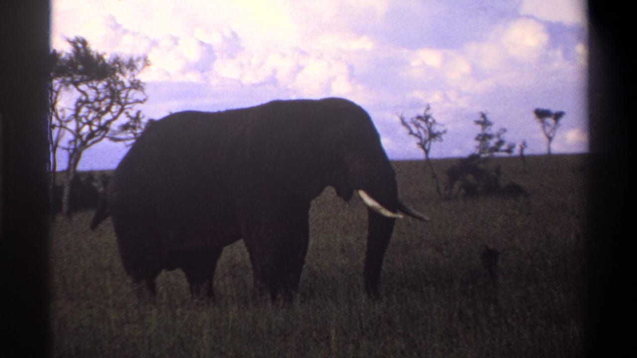 1969 Nigeria home-movie frame of an elephant feeding in a grassy savanna, with tusks, trees, and a bright clouded sky visible.