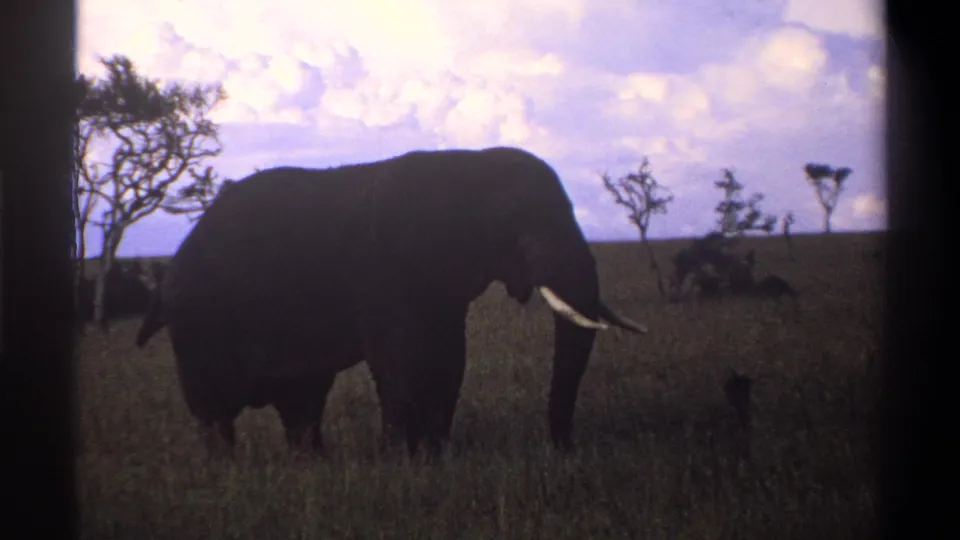 1969 Nigeria home-movie frame of an elephant feeding in a grassy savanna, with tusks, trees, and a bright clouded sky visible.