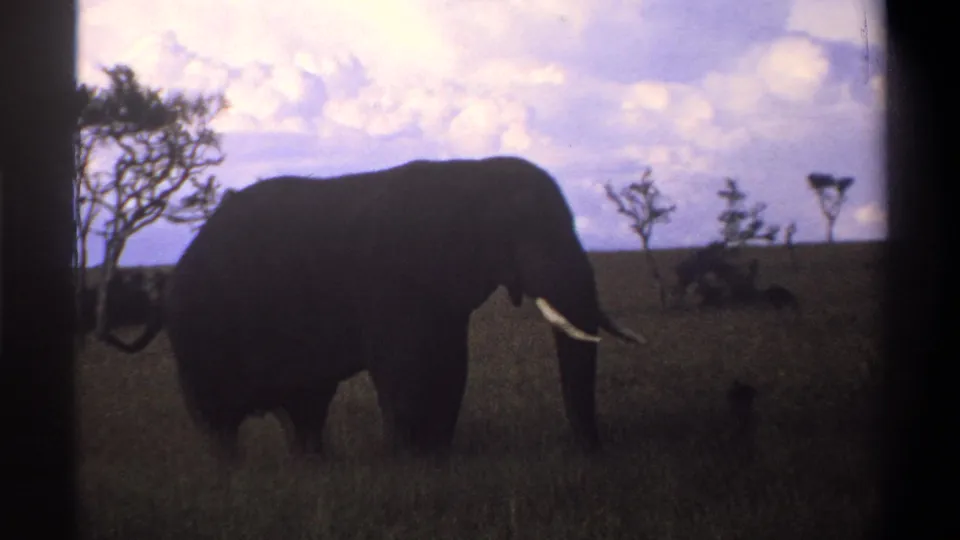 1969 Nigeria 8mm still showing a dark silhouetted elephant grazing in tall grass, with sparse trees and clouds in the background.